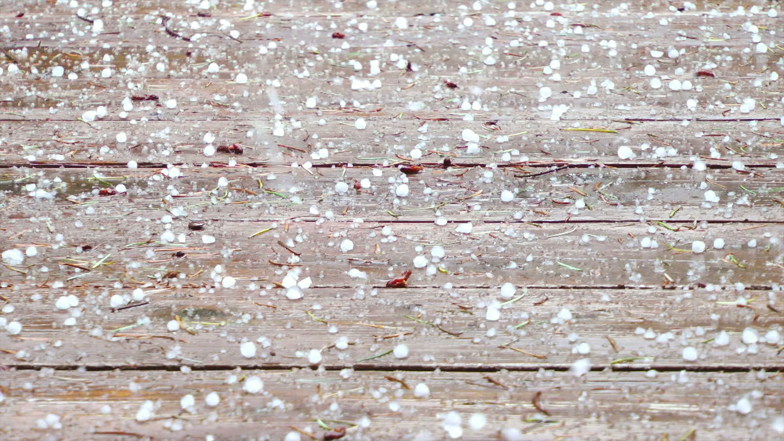 Hail impact bruising across a roof slope, the damage behind a denied Okeechobee, FL hail damage insurance claim