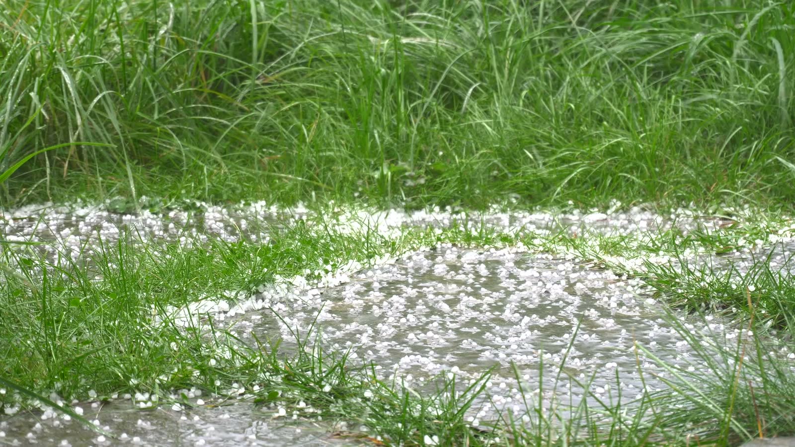 Hail impact bruising across a roof slope, the damage behind a denied Perry, FL hail damage insurance claim