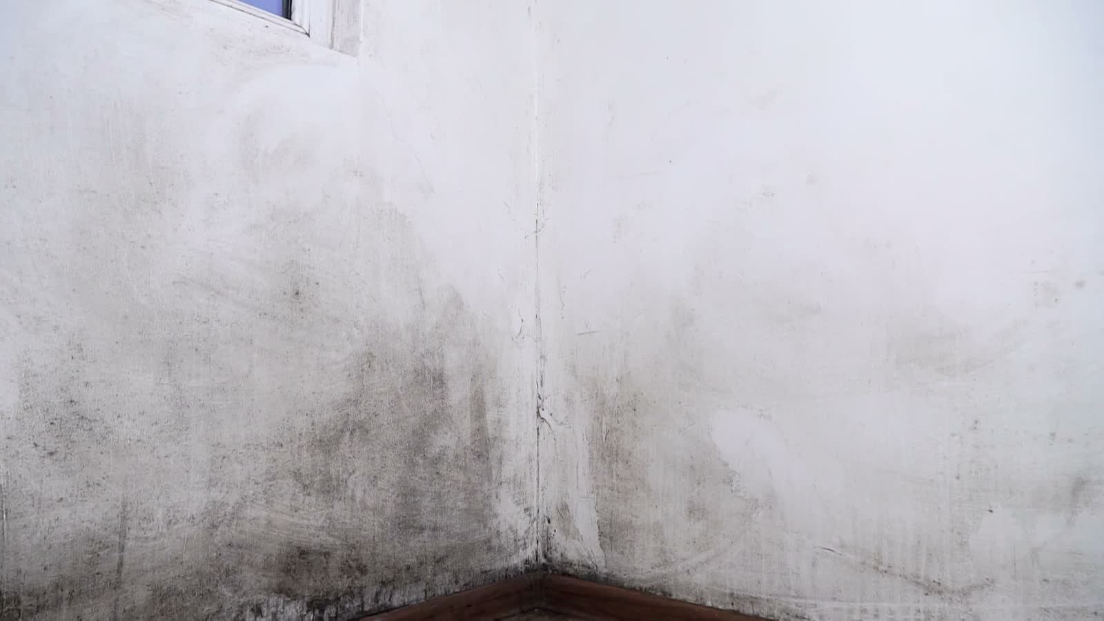 mold-damage-claim-corner-room-wall.mp4