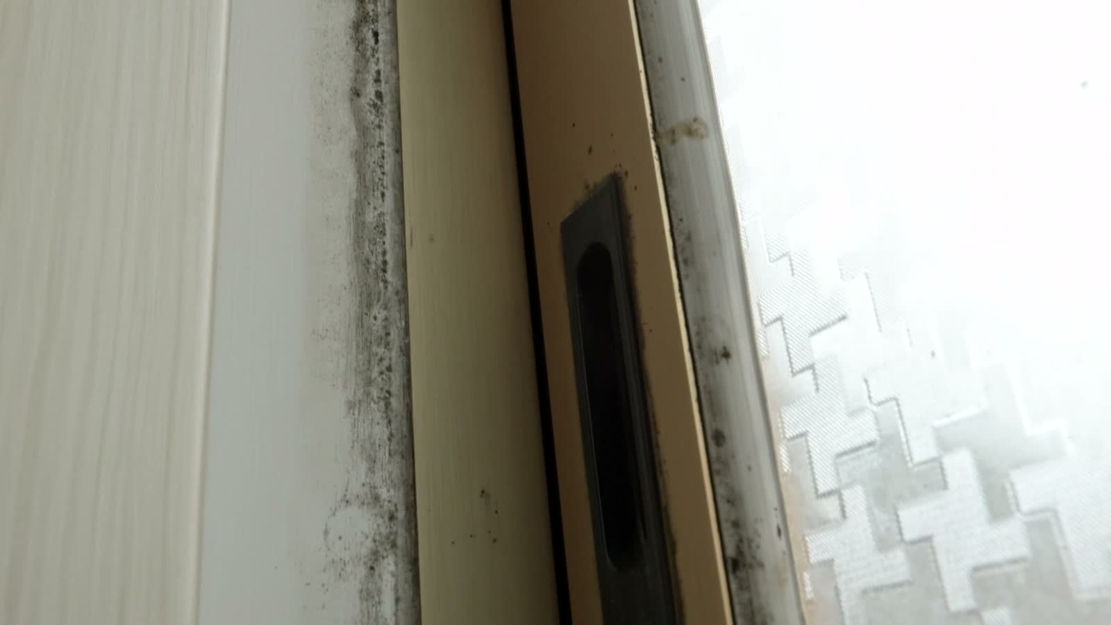 Mold and mildew spreading across an interior wall corner