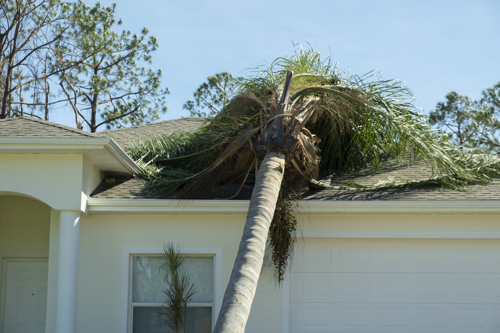Tree through the roof?