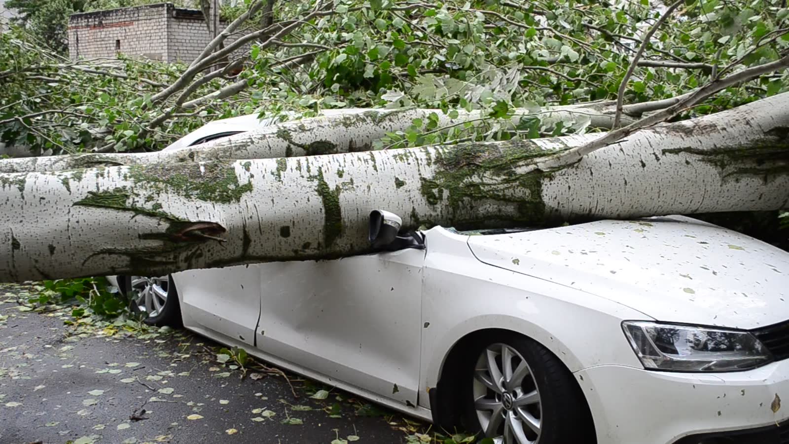 A fallen tree dropped through a house roof, the damage behind a denied Stuart, FL tree damage insurance claim