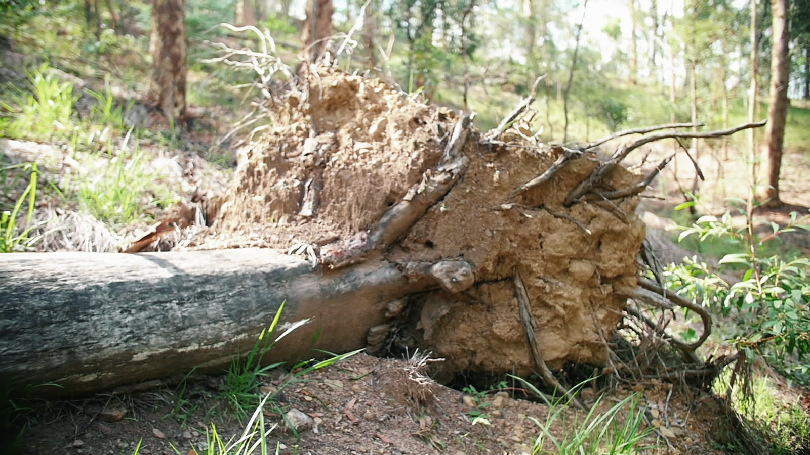 A fallen tree dropped through a house roof, the damage behind a denied Perry, FL tree damage insurance claim